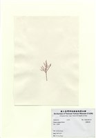 藏品(曲刺沙菜)的圖片